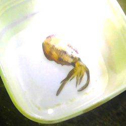 ライトゲームで多種目釣り